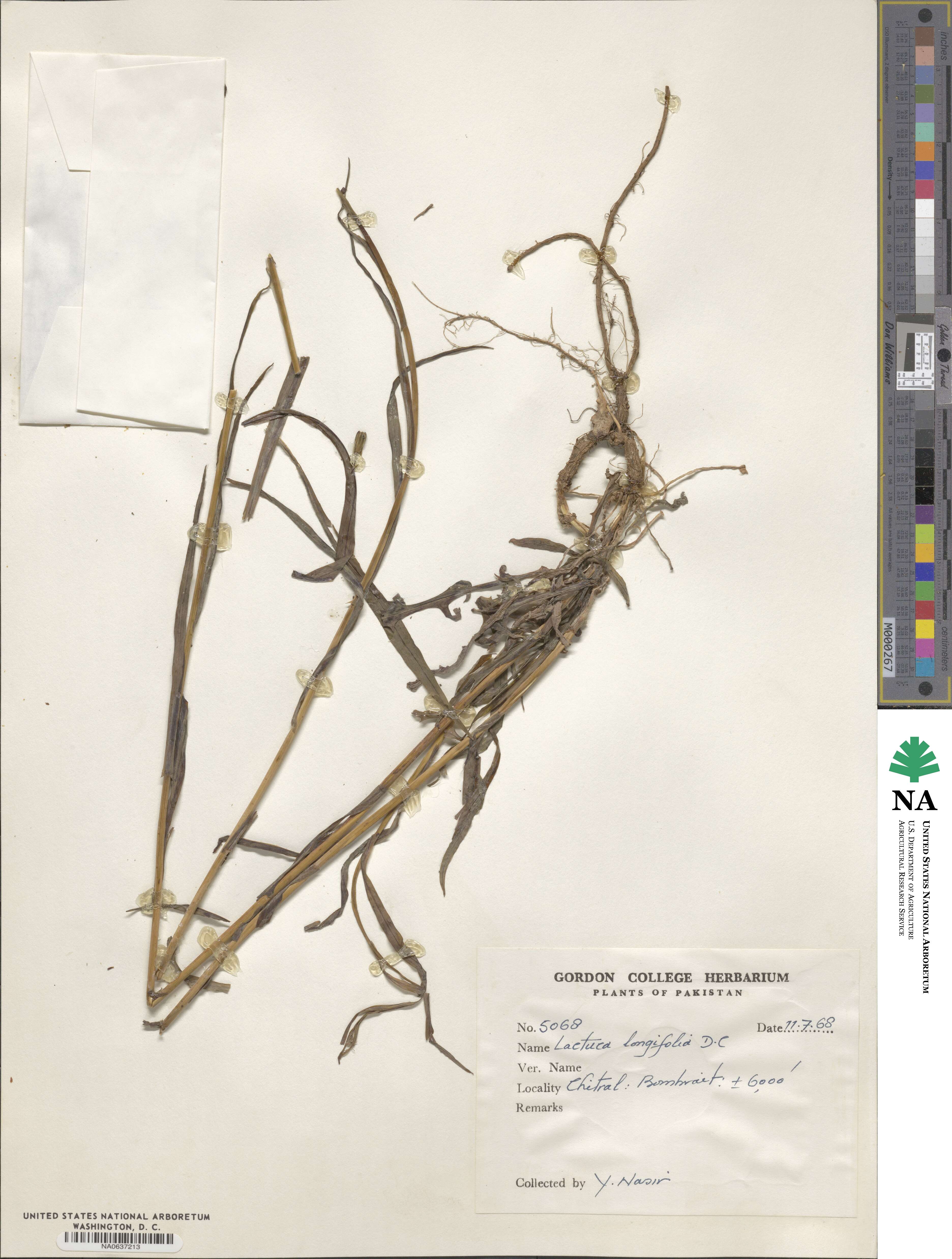 Lactuca longifolia image