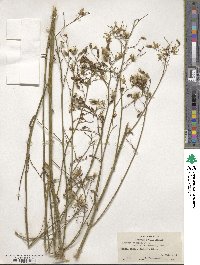 Lactuca longifolia image