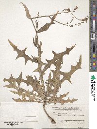 Lactuca tatarica image