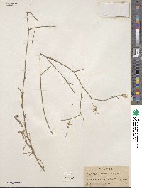 Lactuca tenerrima image