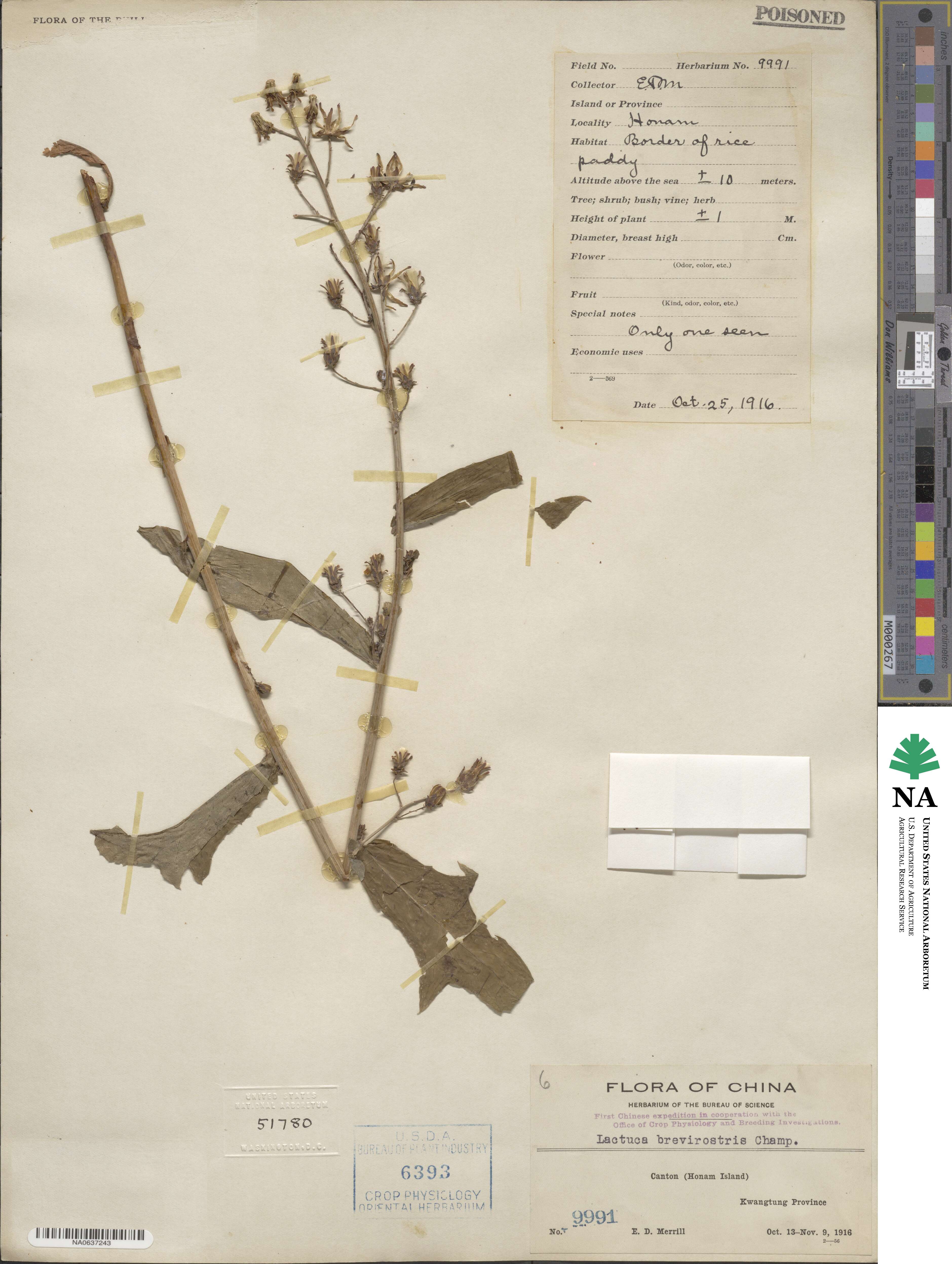 Lactuca brevirostris image