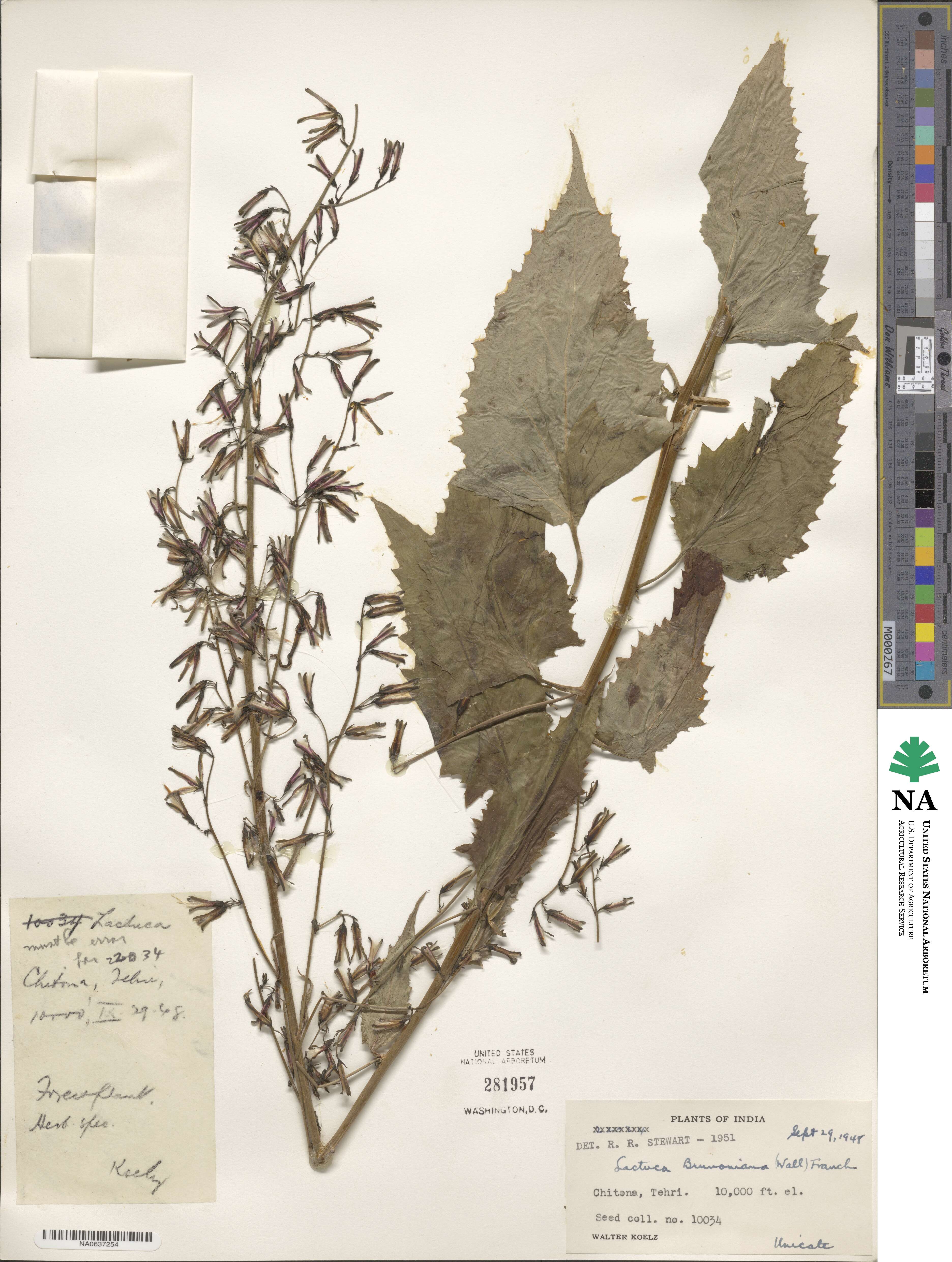 Melanoseris brunoniana image