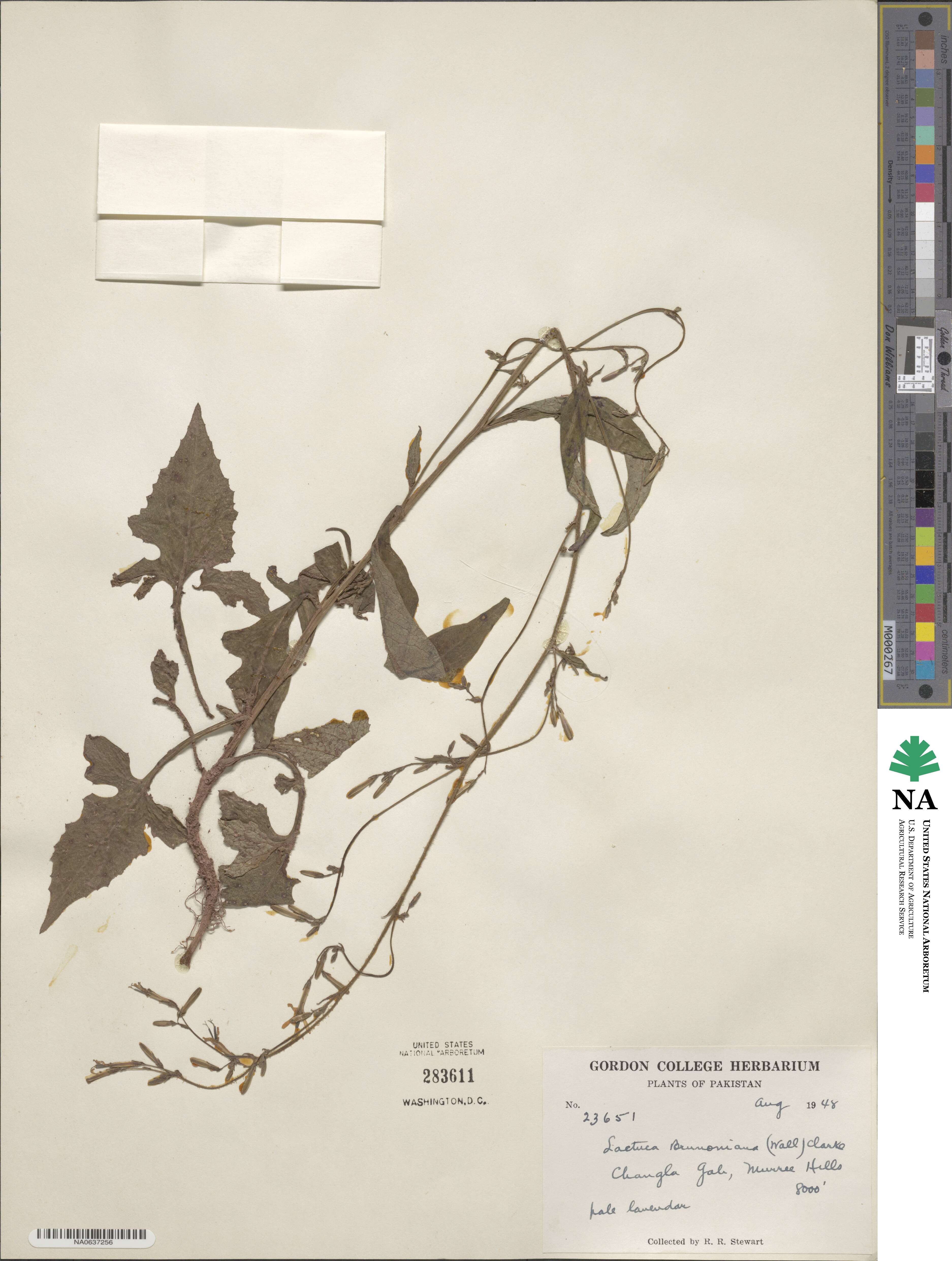 Melanoseris brunoniana image