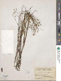 Ixeris chinensis subsp. chinensis image