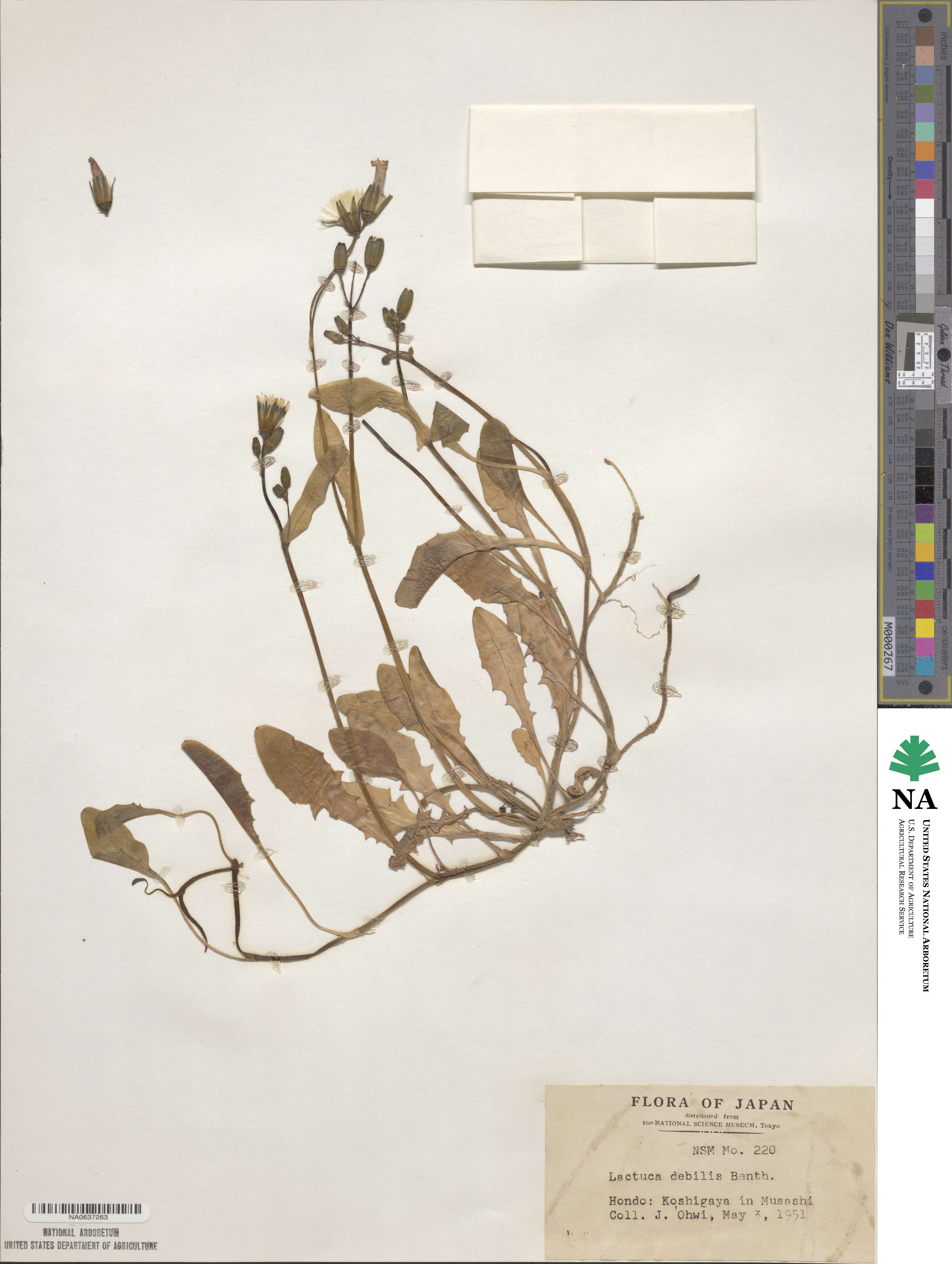Ixeris japonica image