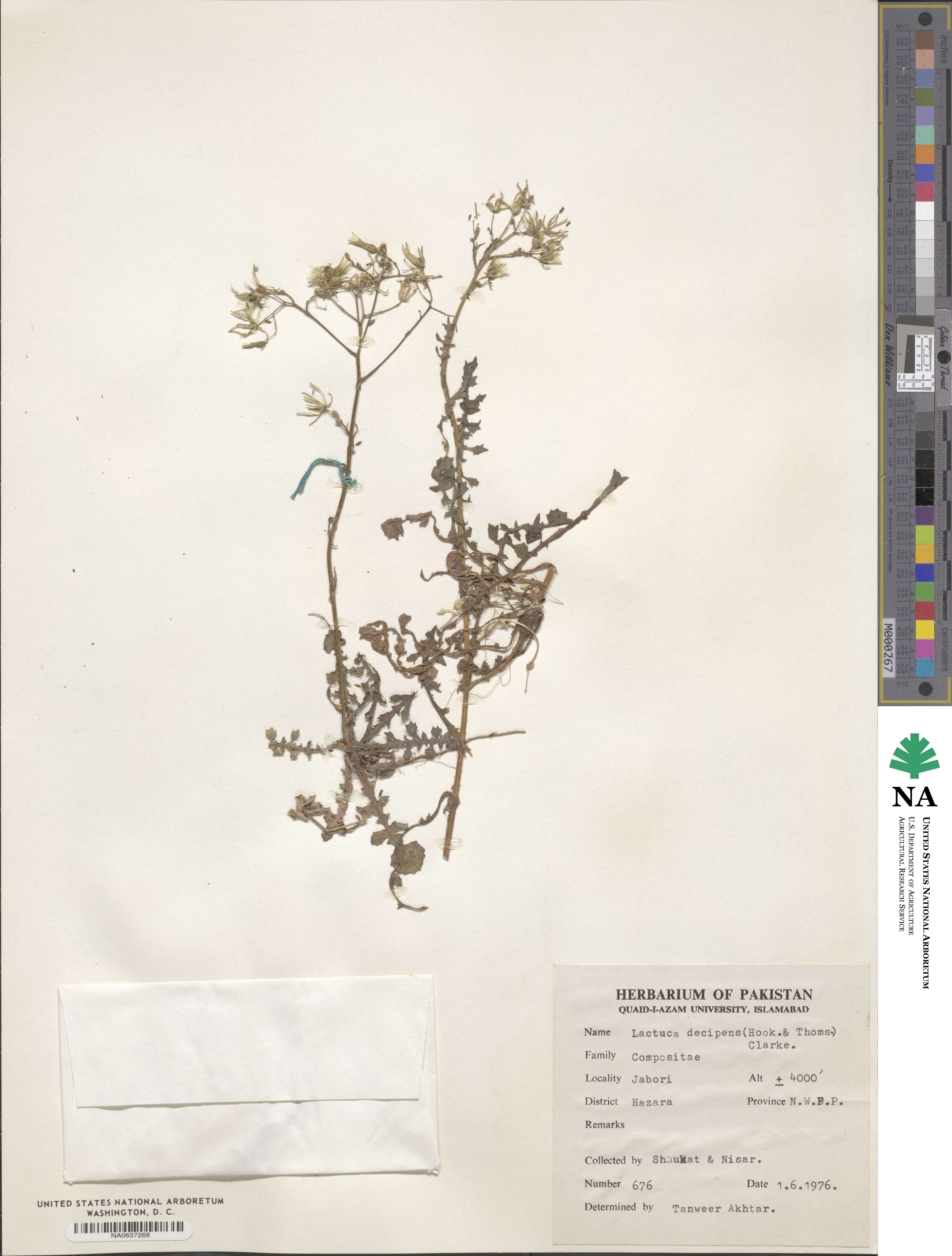Melanoseris decipiens image