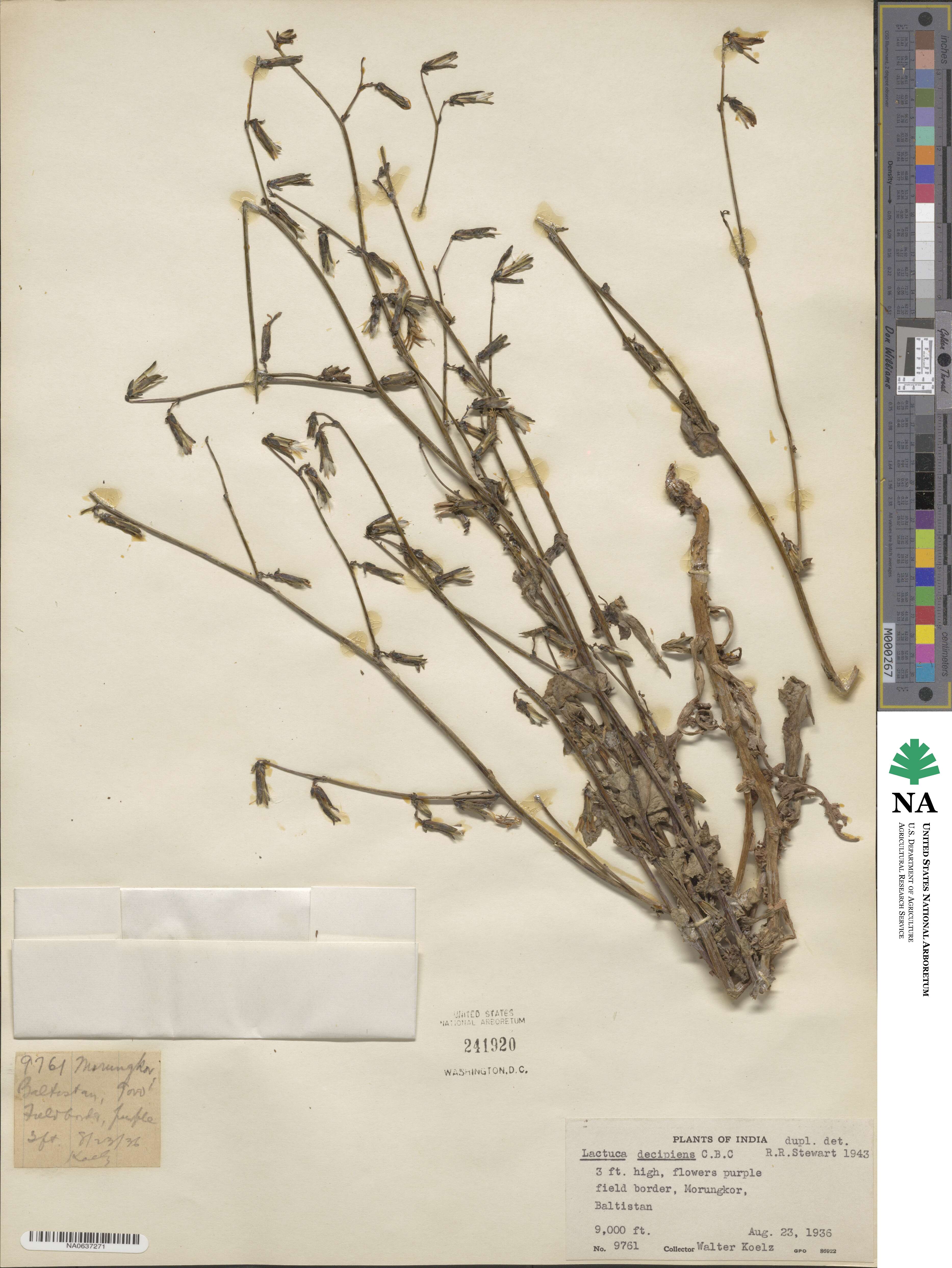 Melanoseris decipiens image