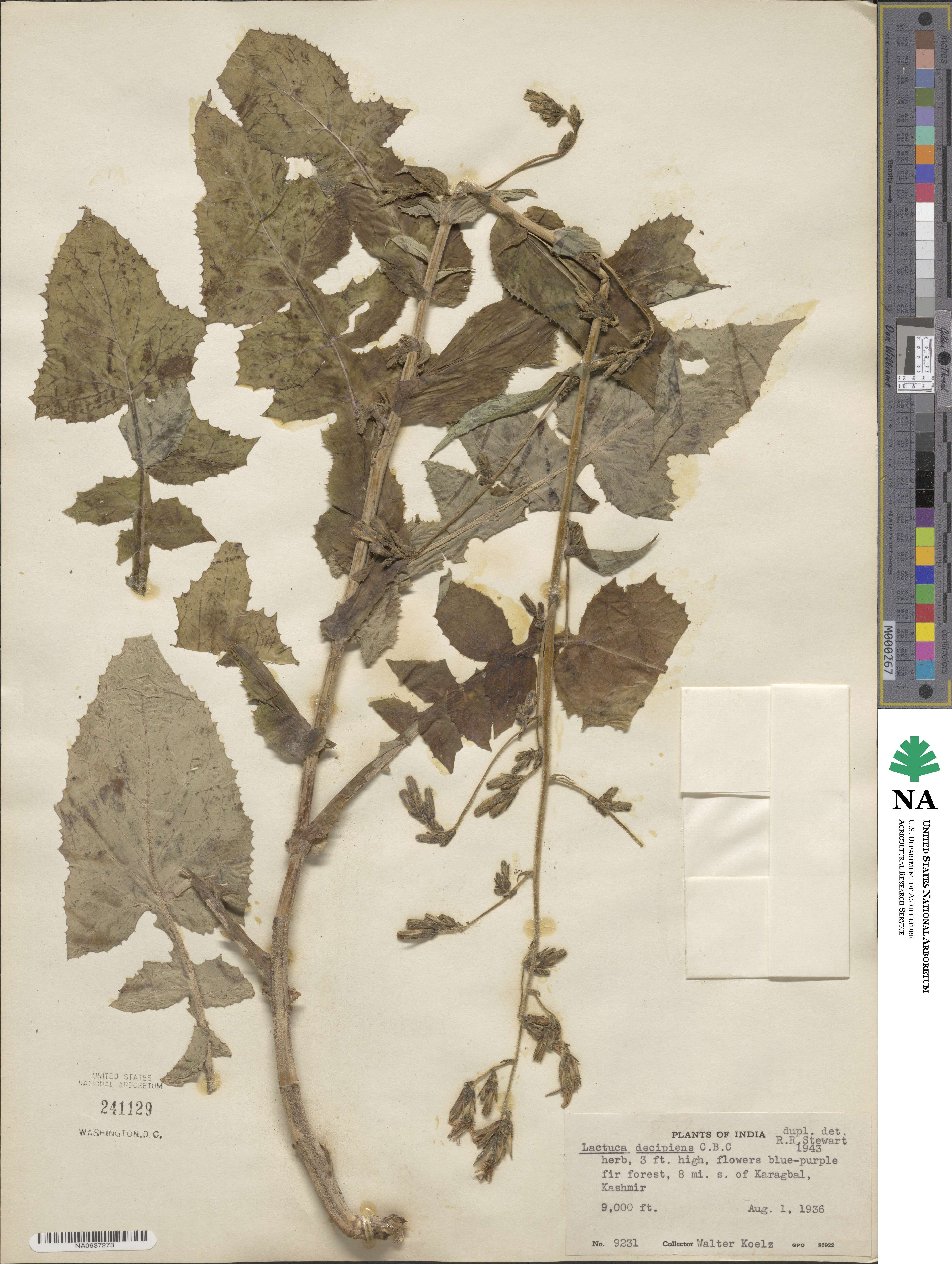 Melanoseris decipiens image