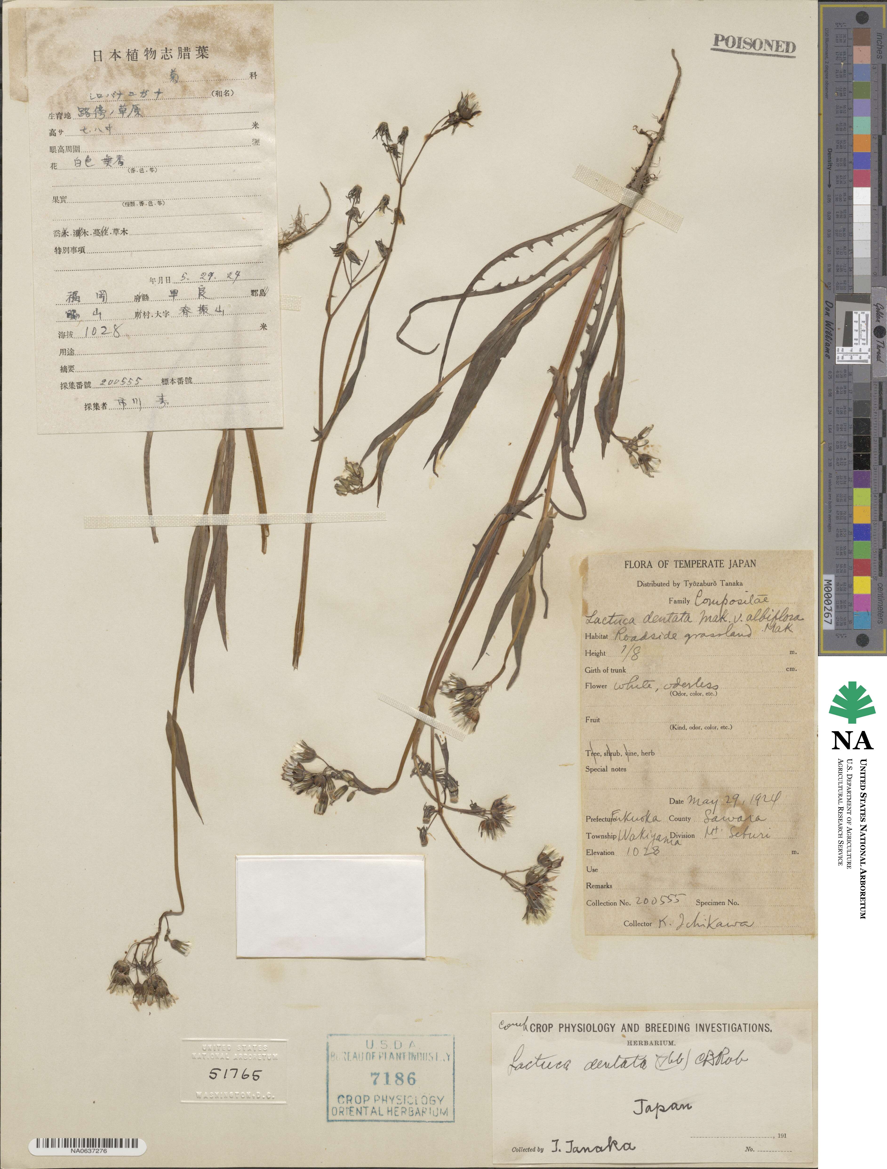 Lactuca dentata image