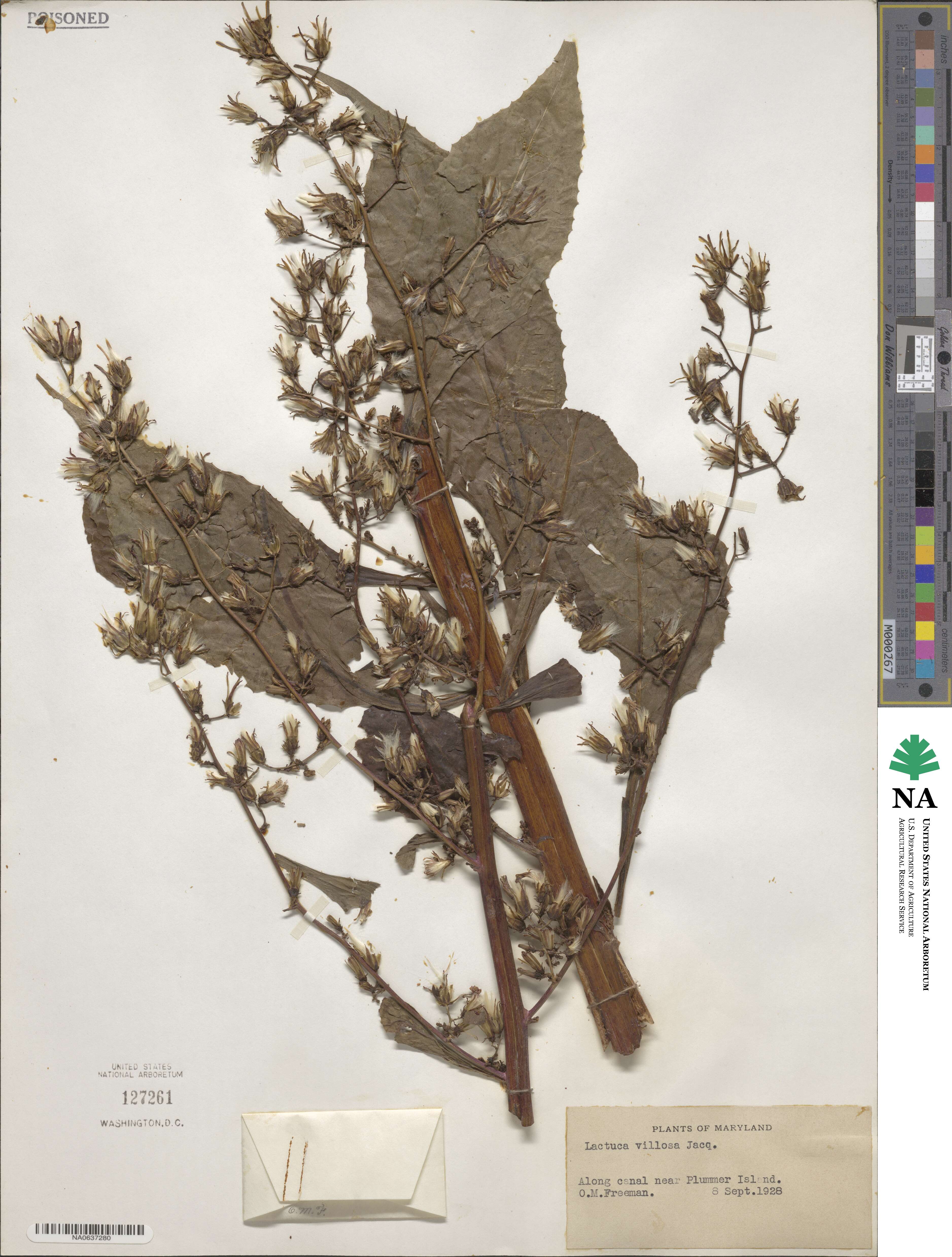 Lactuca villosa image