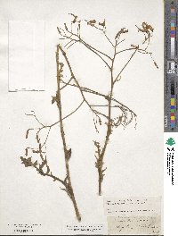 Mycelis muralis subsp. muralis image