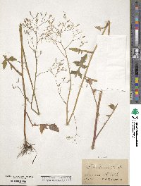 Mycelis muralis subsp. muralis image