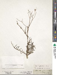 Lactuca perennis image