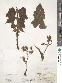 Lactuca plumieri image