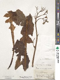 Lactuca plumieri image