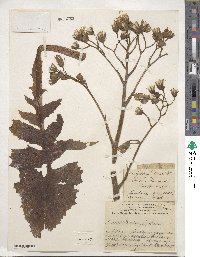 Lactuca plumieri image