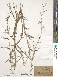 Lactuca saligna image