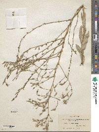 Lactuca serriola f. integrifolia image