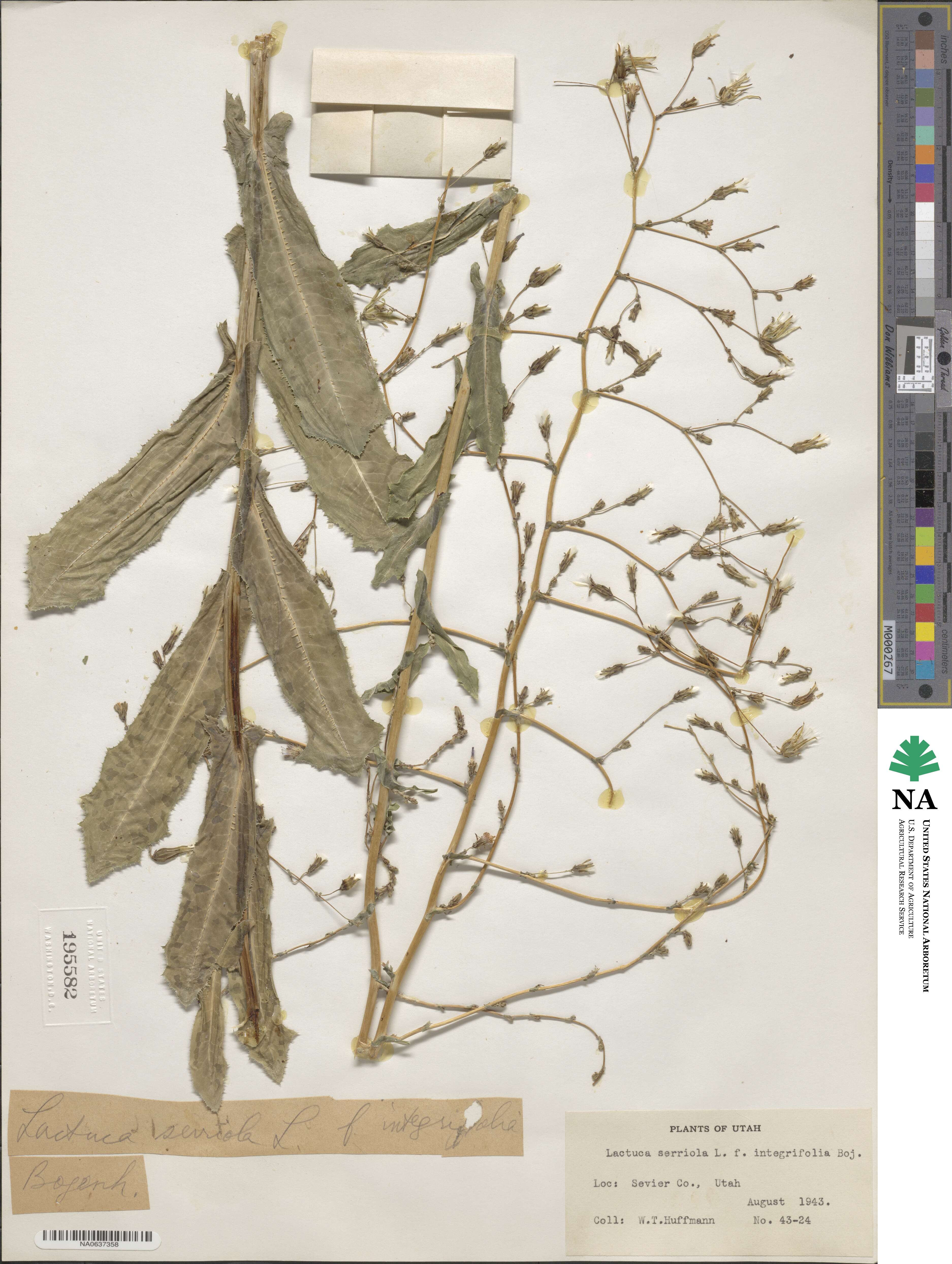 Lactuca serriola f. integrifolia image