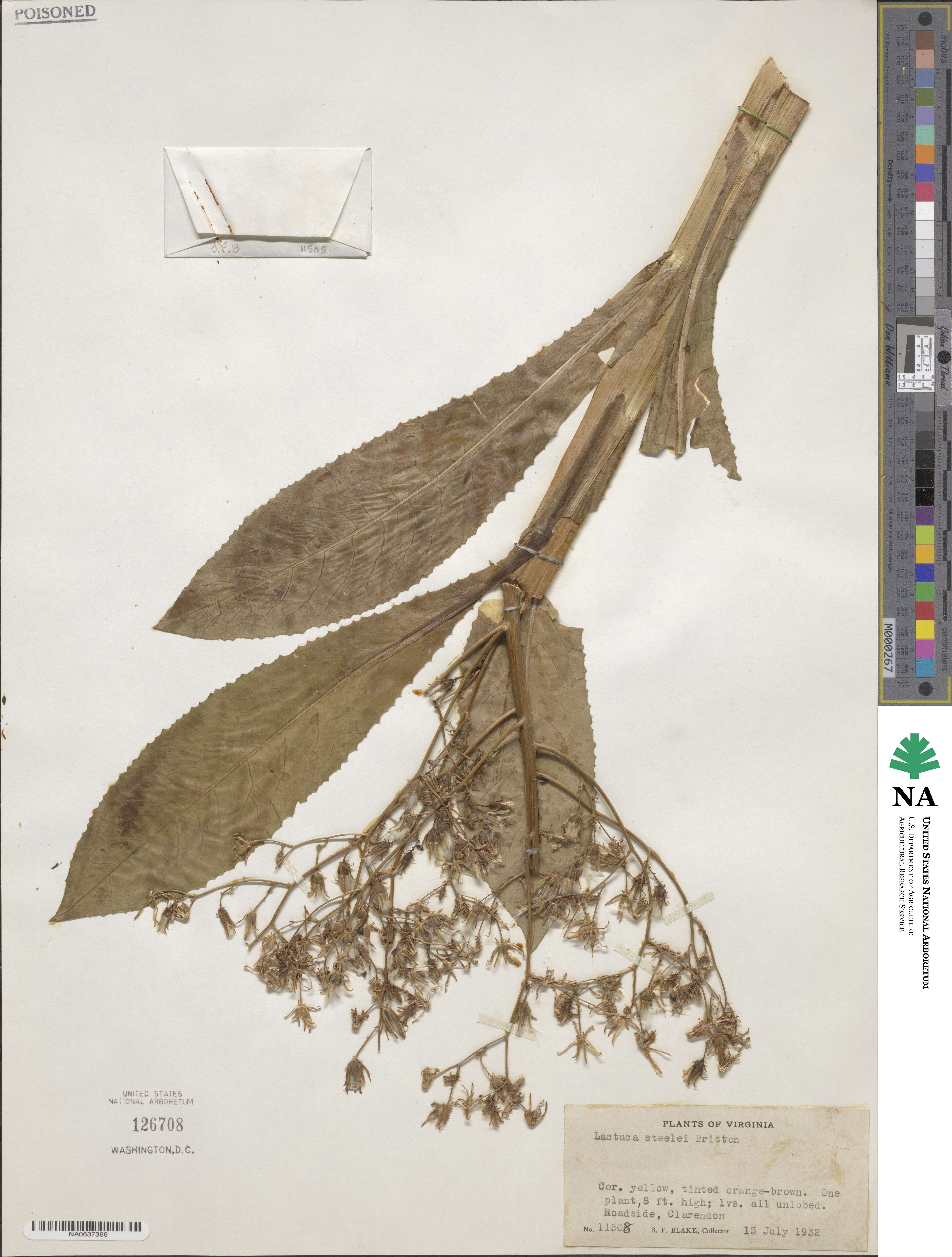 Lactuca canadensis image