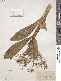 Lactuca canadensis image