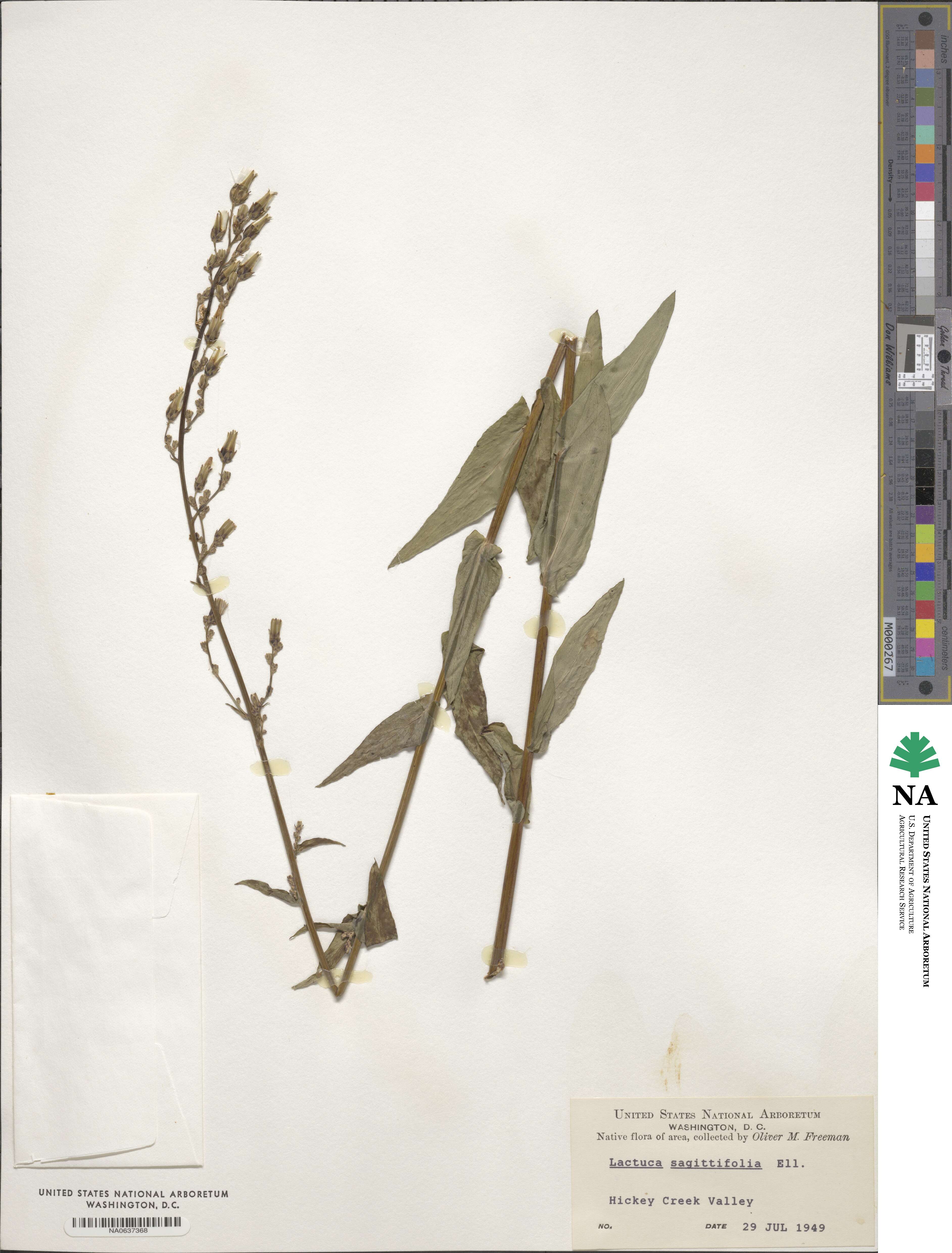 Lactuca canadensis image