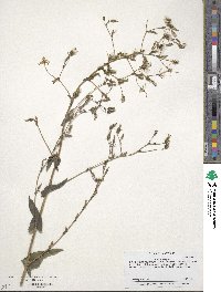 Lactuca saligna image