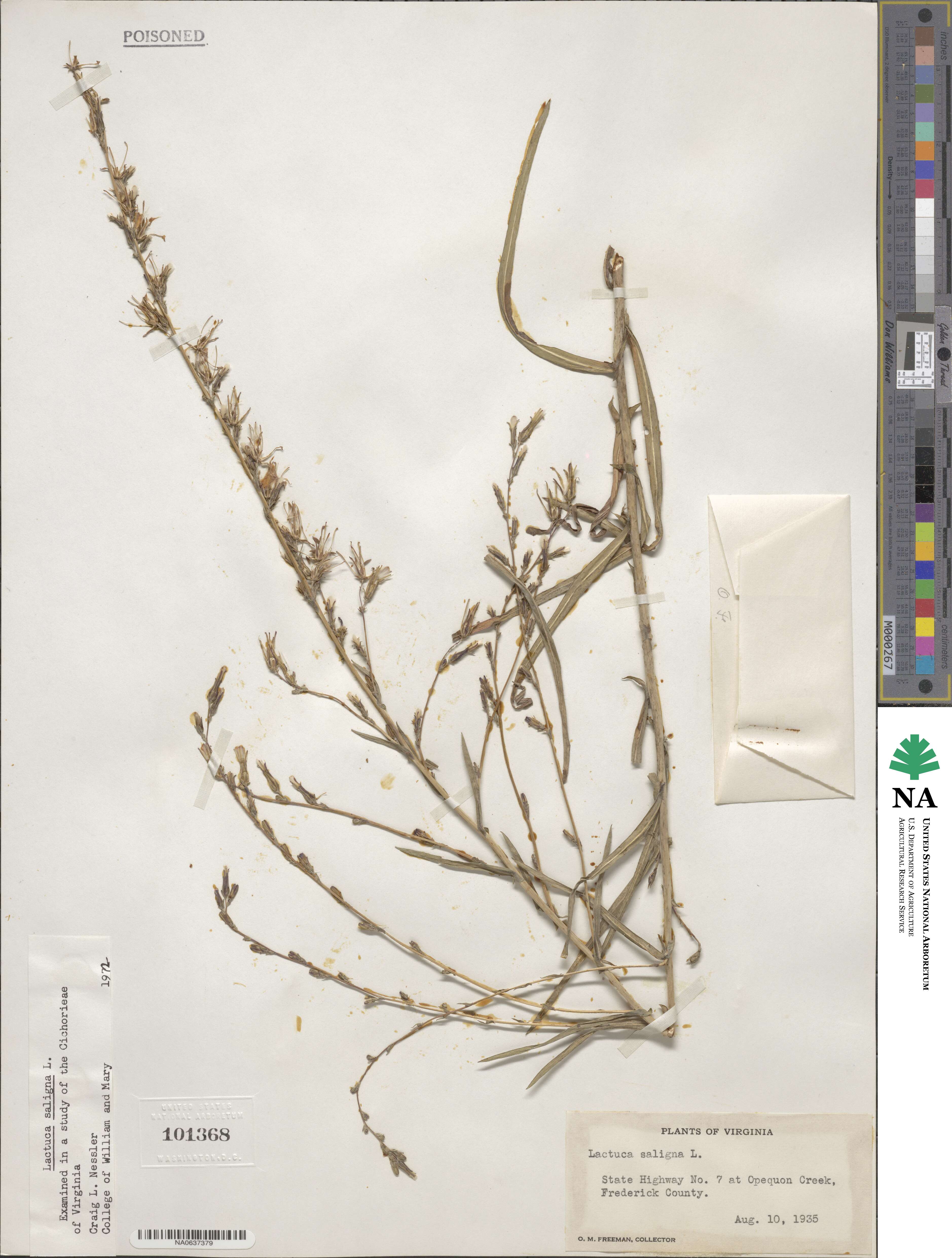 Lactuca saligna image