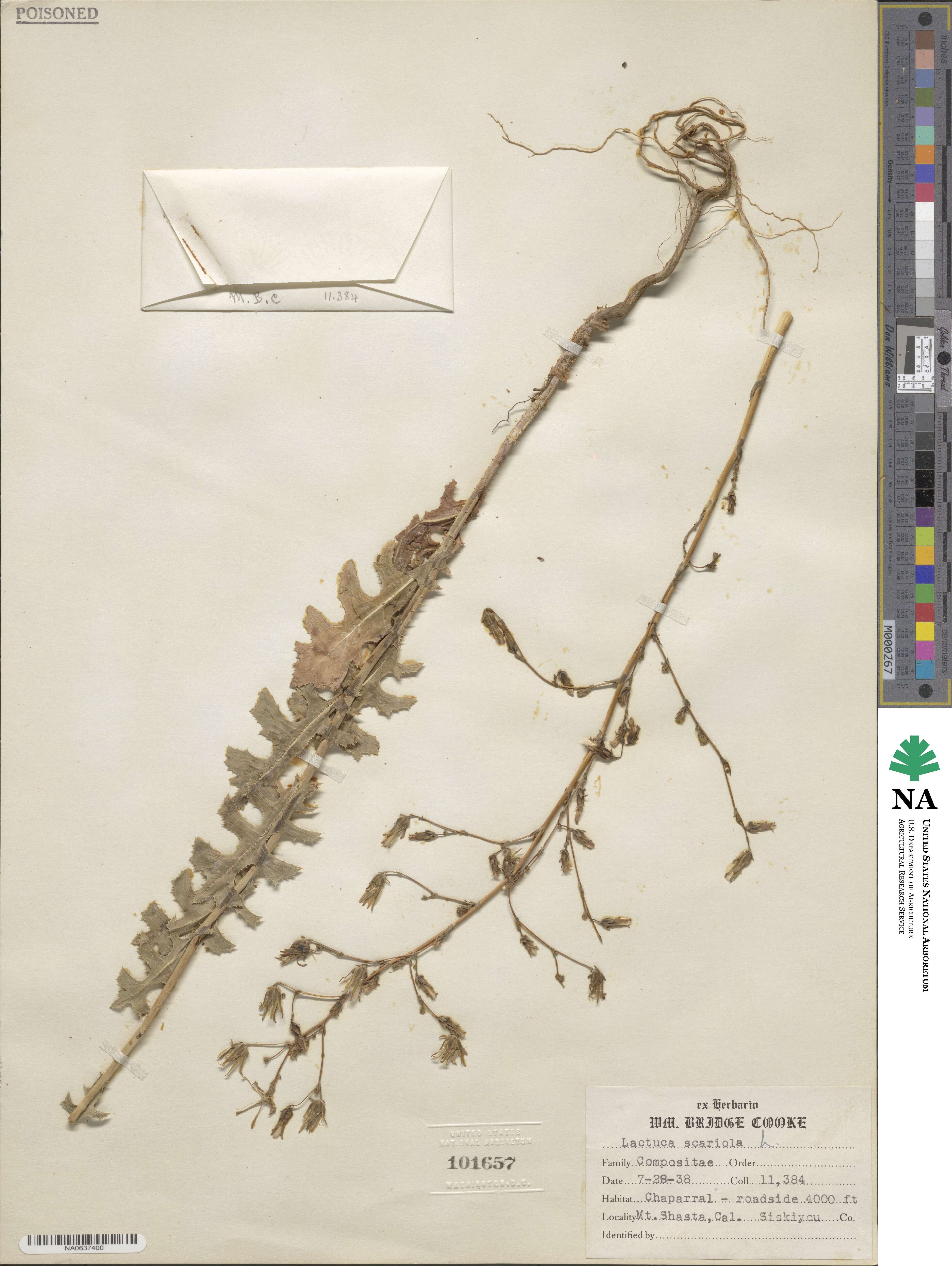 Lactuca serriola image