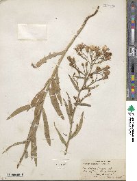 Lactuca pulchella image