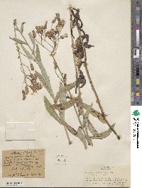 Lactuca pulchella image