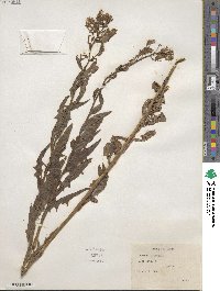 Lactuca pulchella image