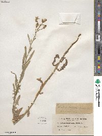 Lactuca pulchella image