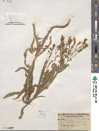 Lactuca pulchella image