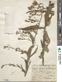 Lactuca pulchella image