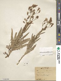 Lactuca pulchella image