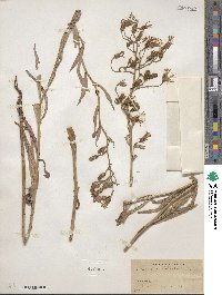 Lactuca pulchella image