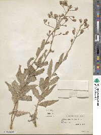 Lactuca pulchella image