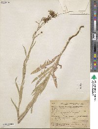 Lactuca pulchella image