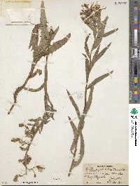 Lactuca pulchella image