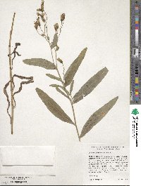 Lactuca pulchella image