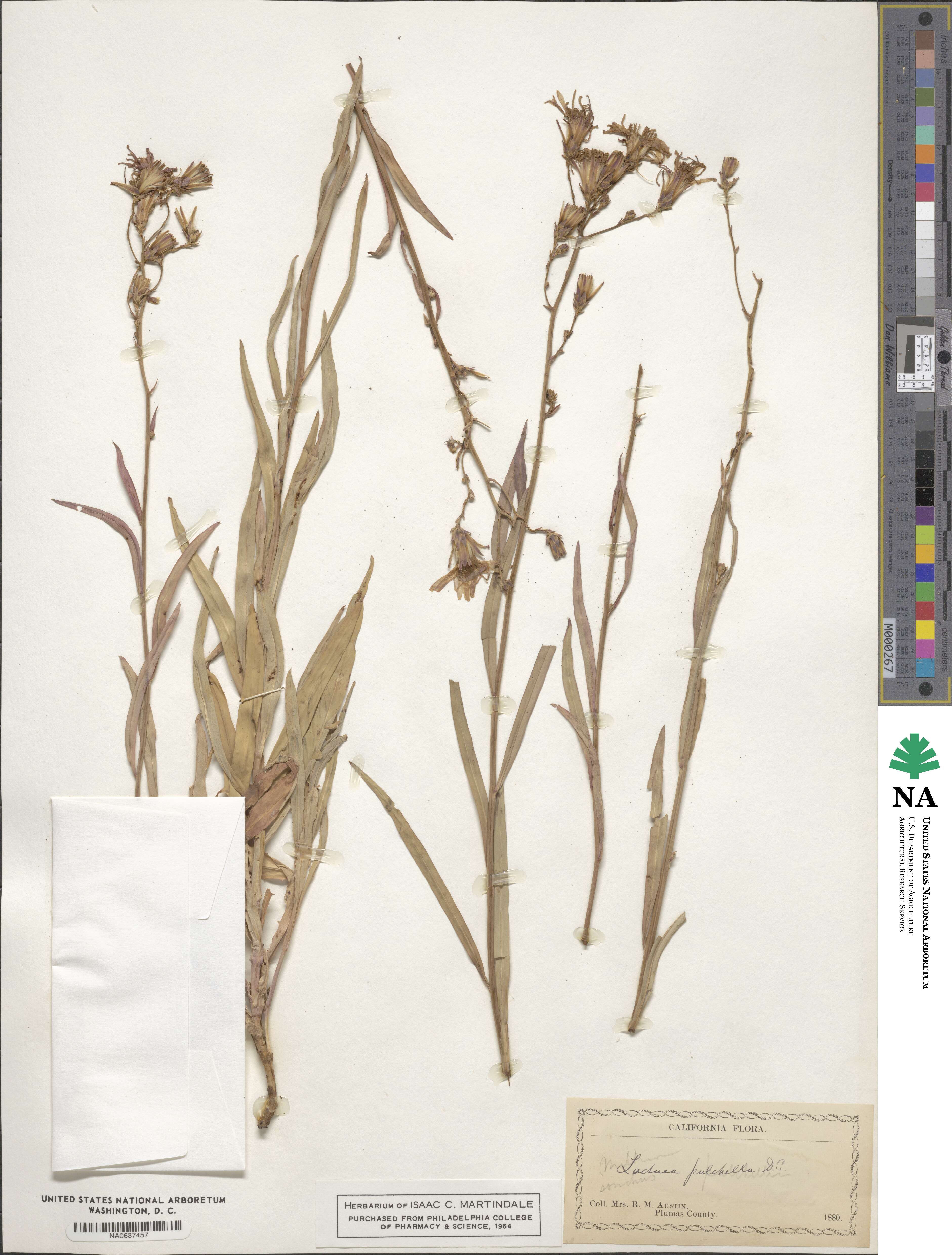 Lactuca pulchella image