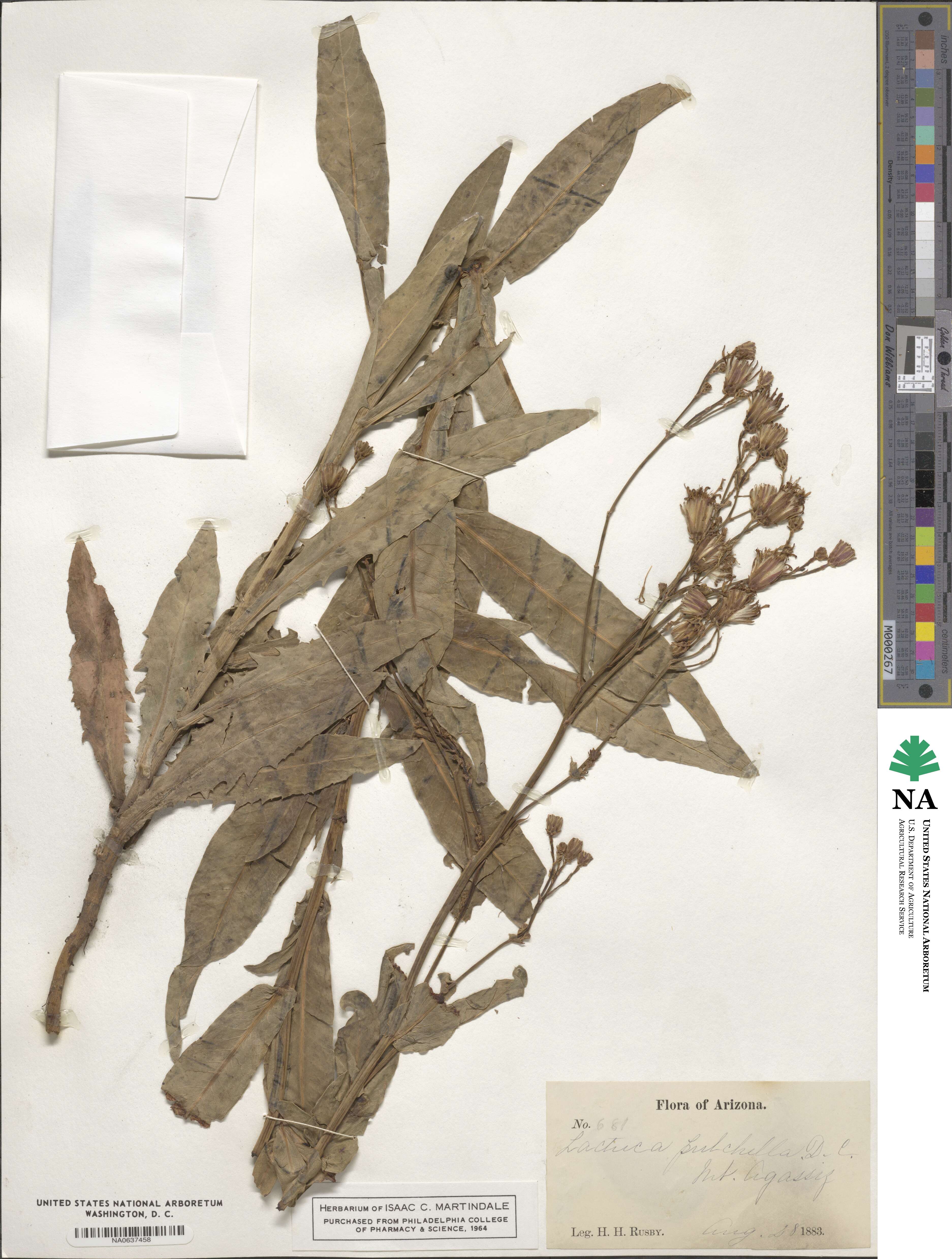 Lactuca pulchella image