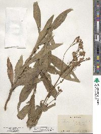 Lactuca pulchella image