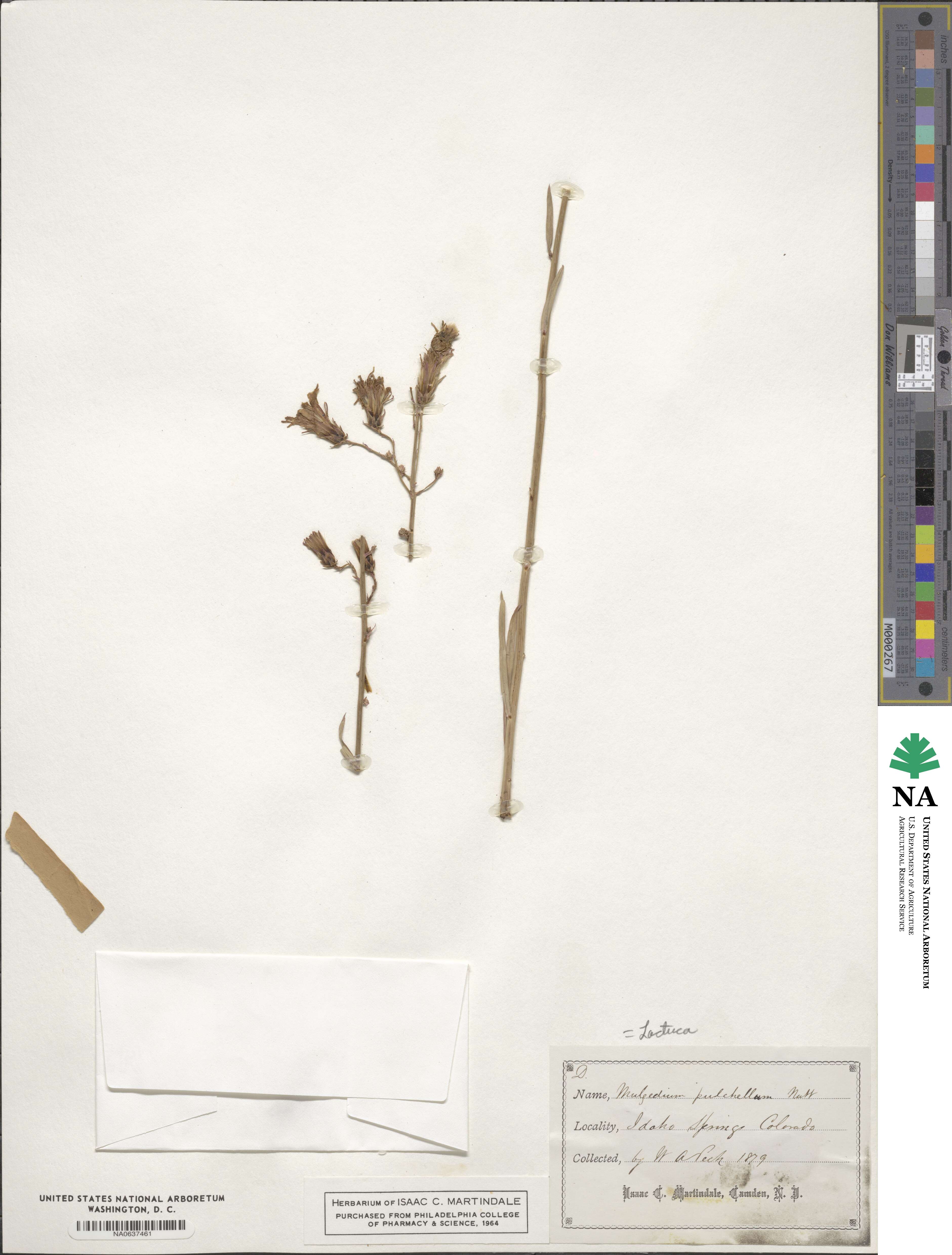 Lactuca pulchella image