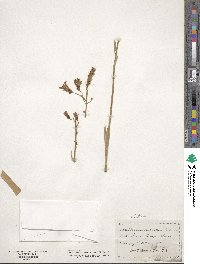 Lactuca pulchella image