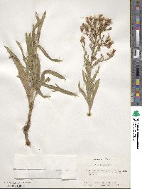 Lactuca pulchella image