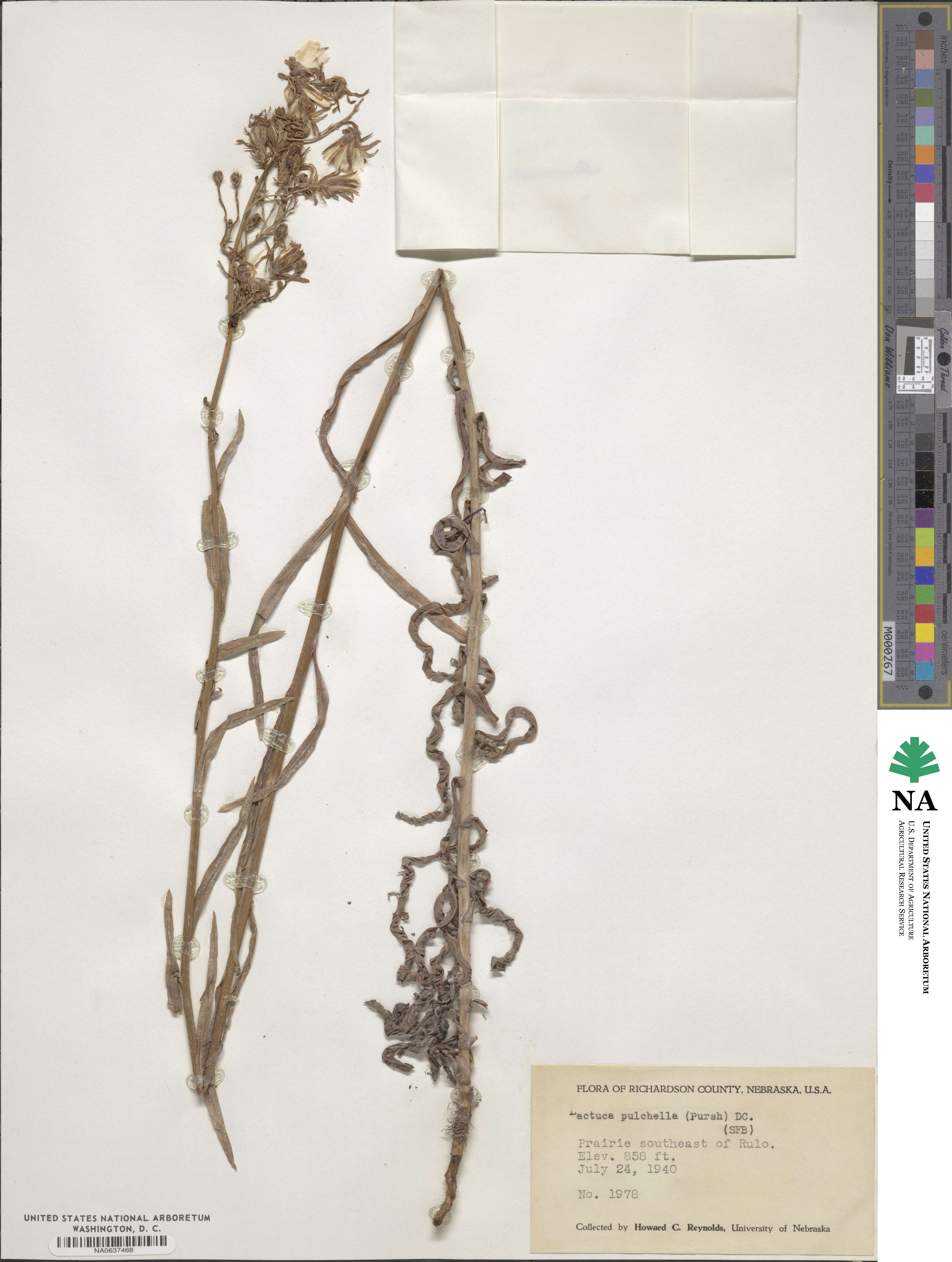 Lactuca pulchella image