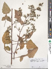 Lactuca floridana image