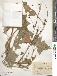 Lactuca floridana image